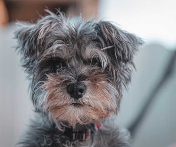 Schnauzer with a textured wire coat